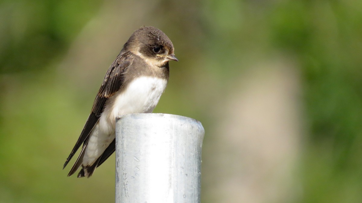 Bank Swallow - ML61983071