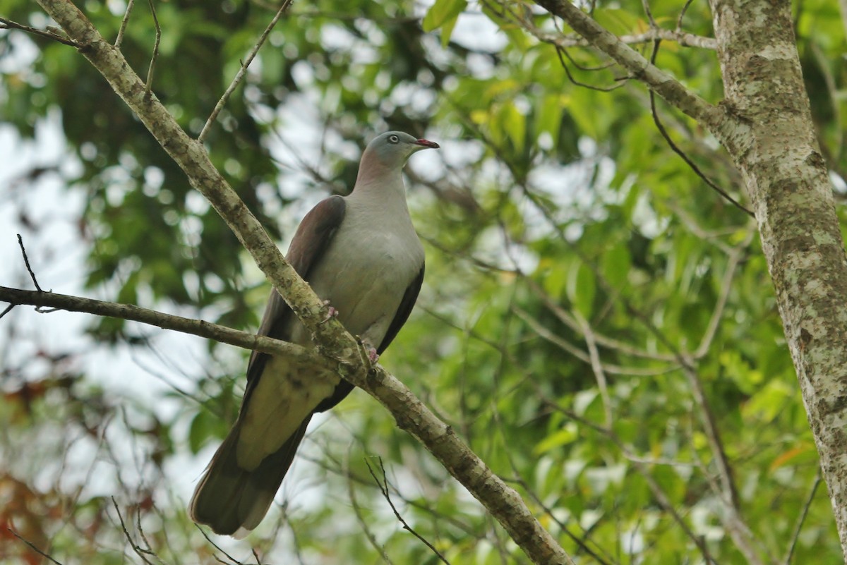 Mountain Imperial-Pigeon - ML619830712
