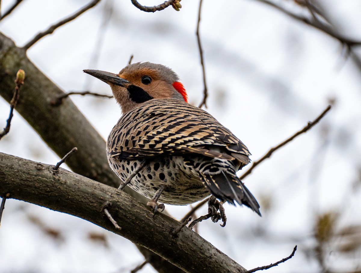 Northern Flicker - ML619830714