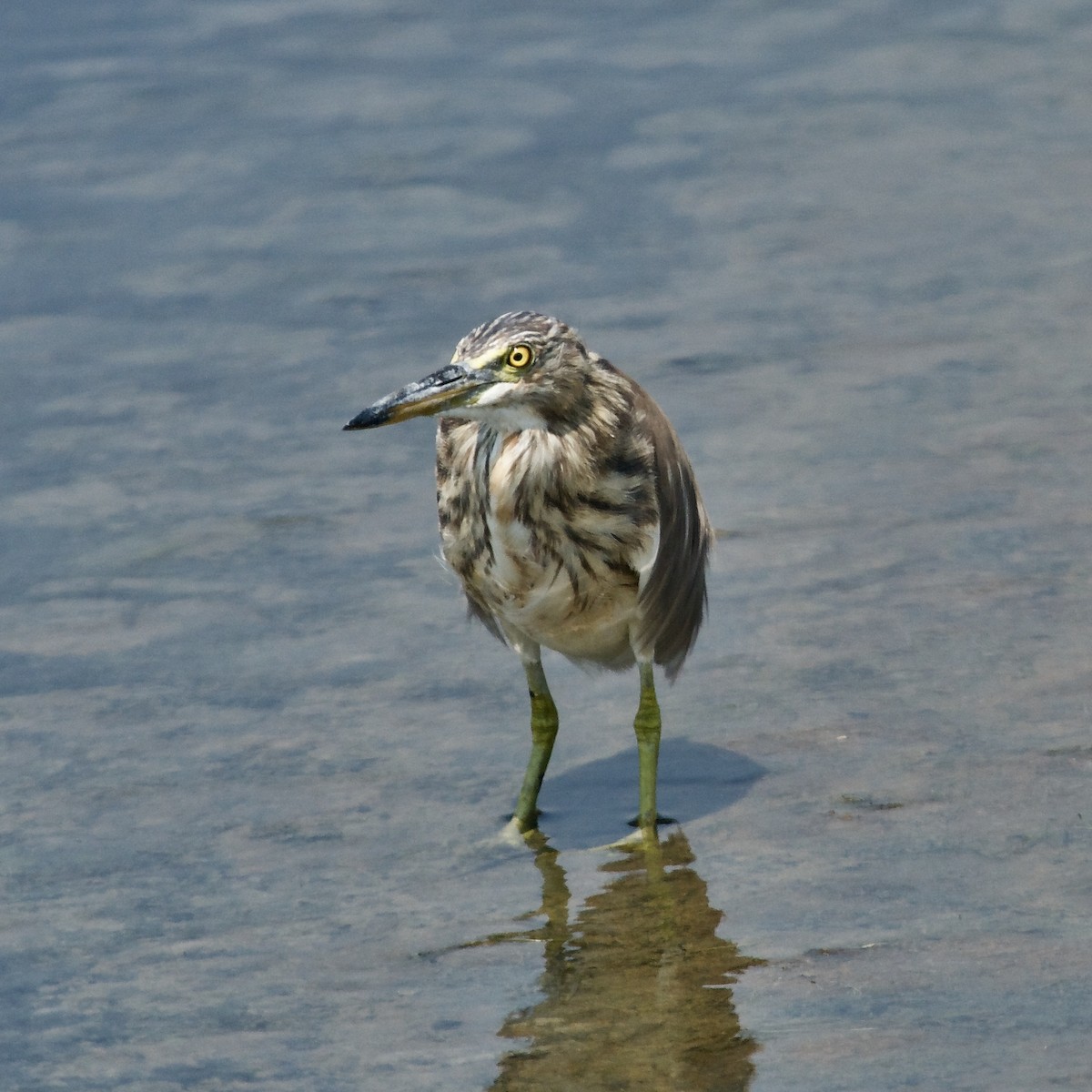 Javan Pond-Heron - ML619830715