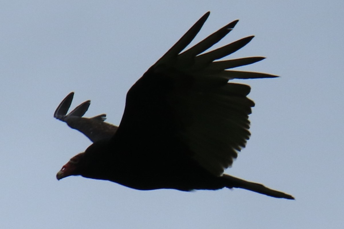 Turkey Vulture - ML619830718