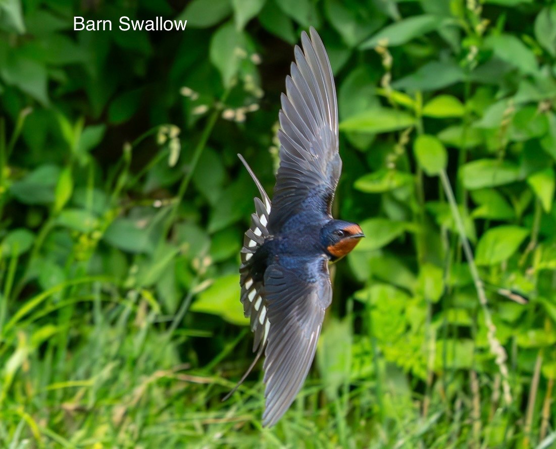 Barn Swallow - ML619830719