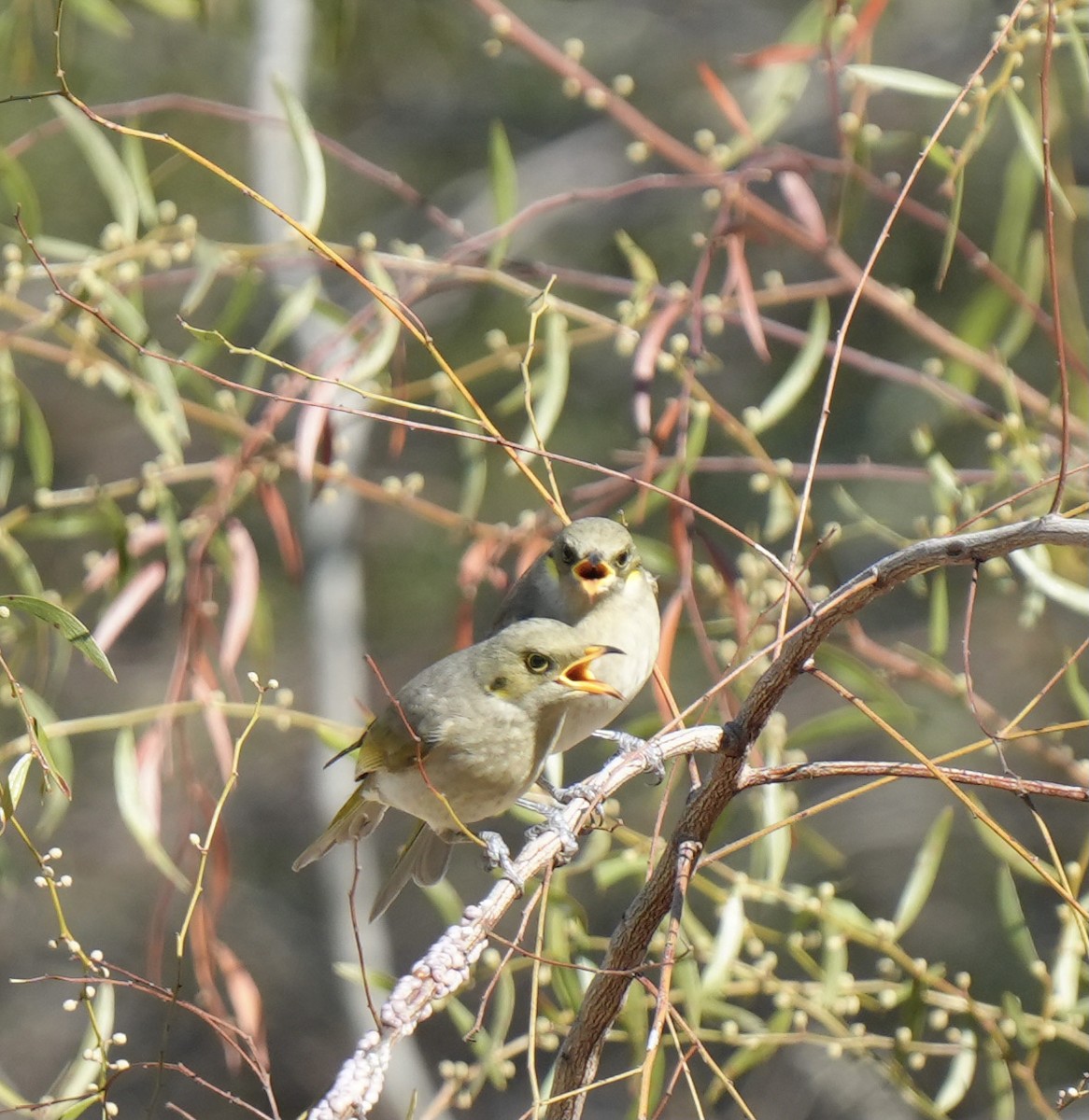 Fuscous Honeyeater - ML619830723