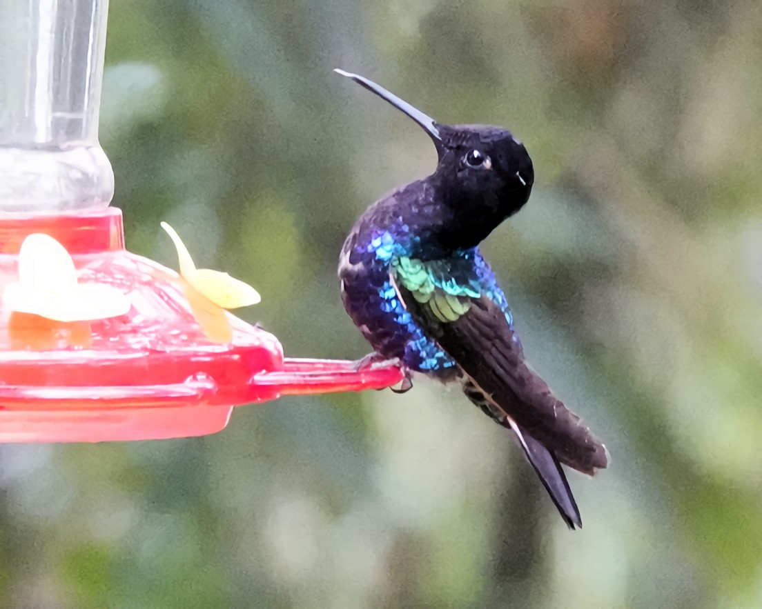 kolibřík hyacintový - ML619830729