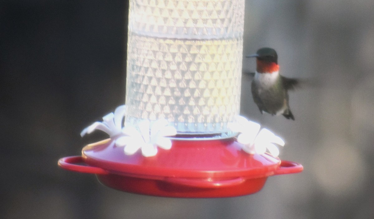 Ruby-throated Hummingbird - ML619830733