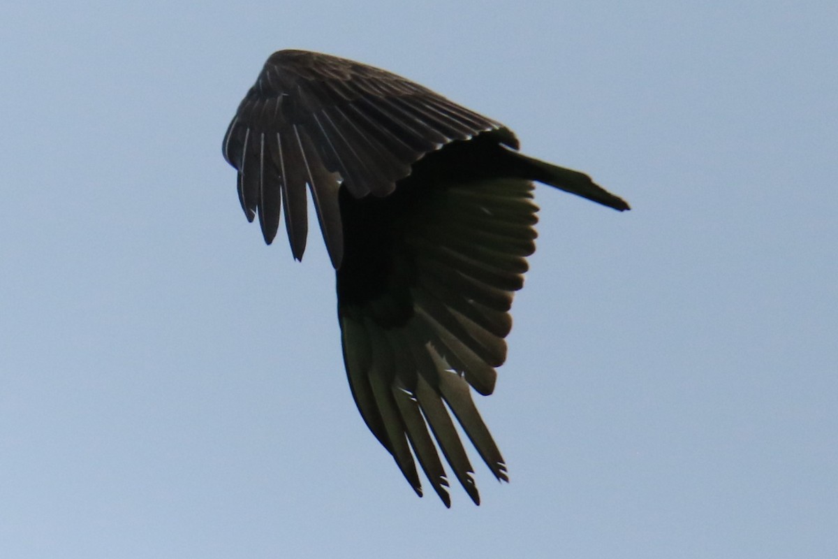 Turkey Vulture - ML619830734