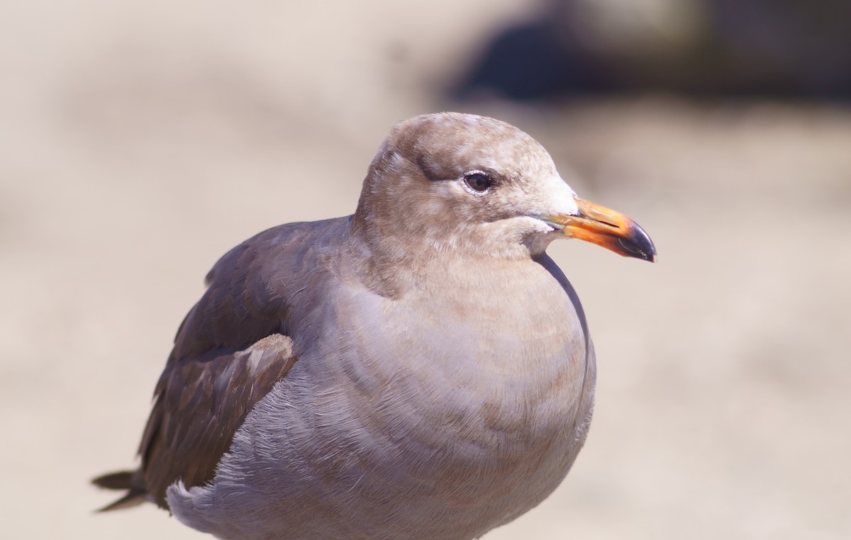 Heermann's Gull - ML619830741