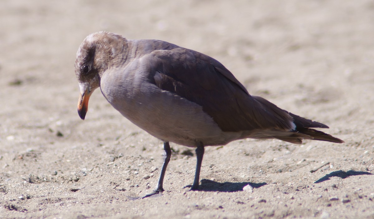 Heermann's Gull - Victor Wong