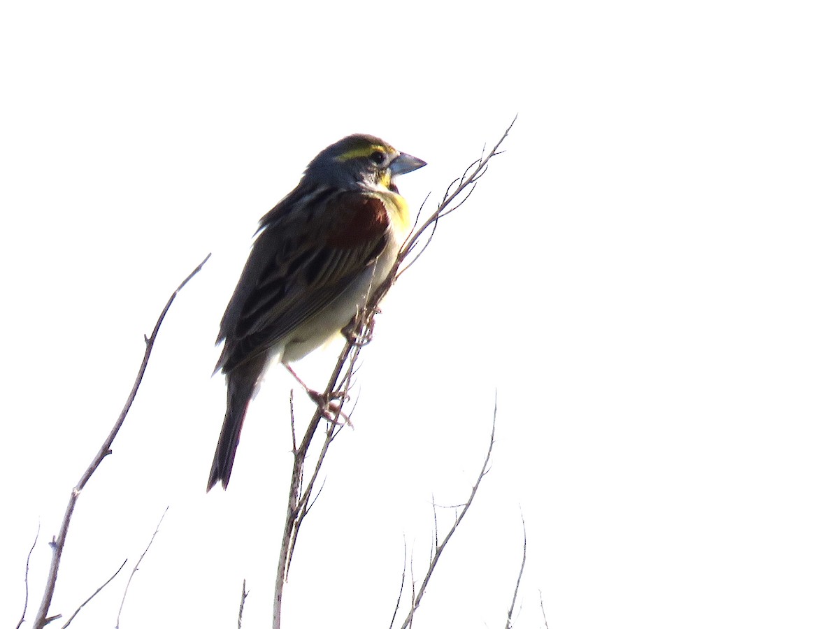 Dickcissel d'Amérique - ML619830747