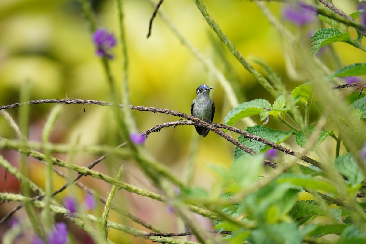 Violet-headed Hummingbird - ML619830751