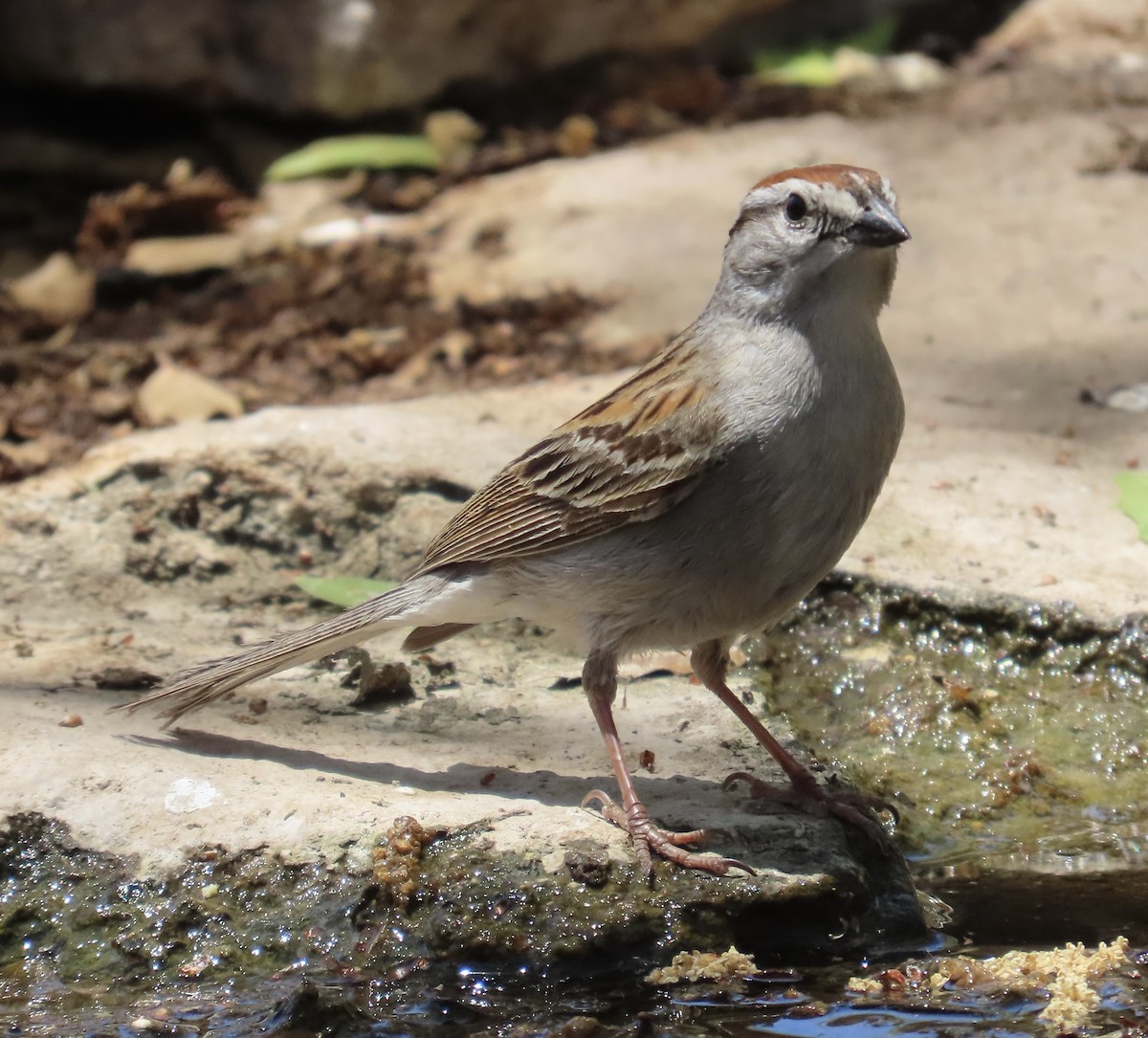 Chipping Sparrow - ML619830757