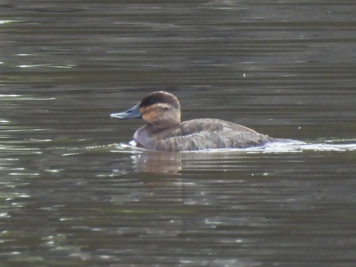 Érismature rousse - ML619830761