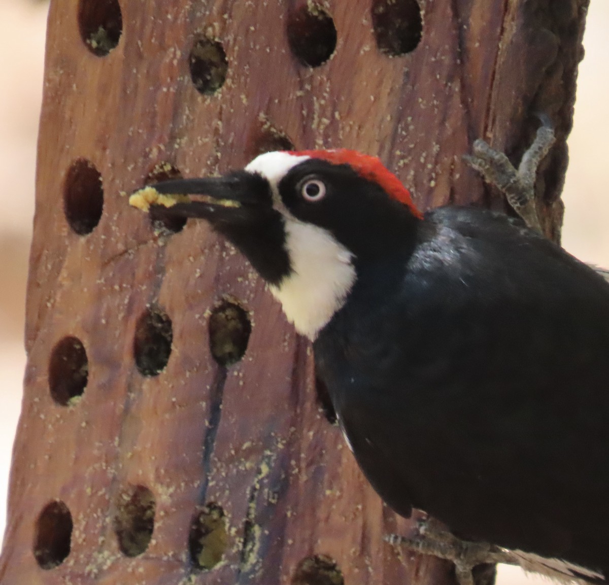 Acorn Woodpecker - ML619830769