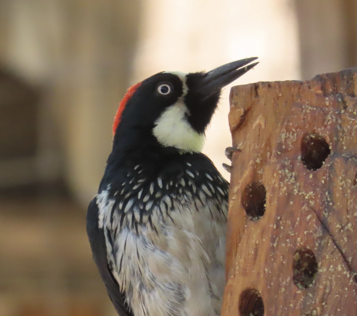 Acorn Woodpecker - ML619830770