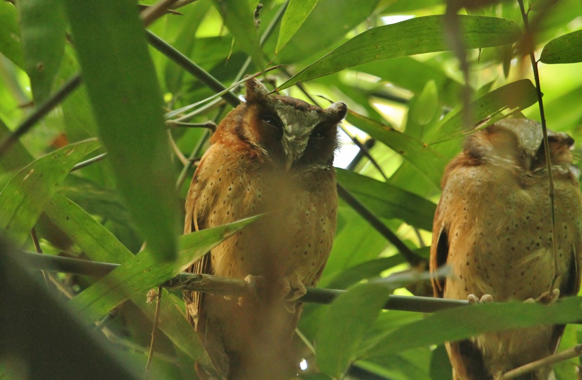 White-fronted Scops-Owl - ML619830783