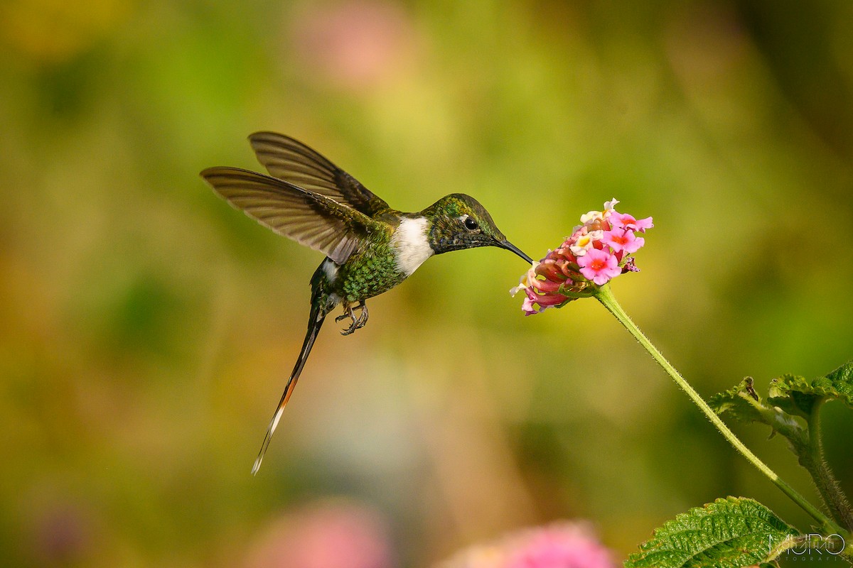 Sparkling-tailed Hummingbird - ML619830786