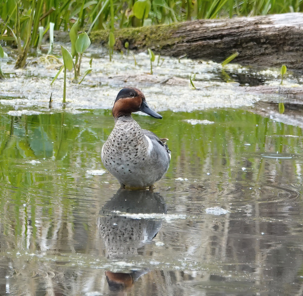Green-winged Teal - ML619830791