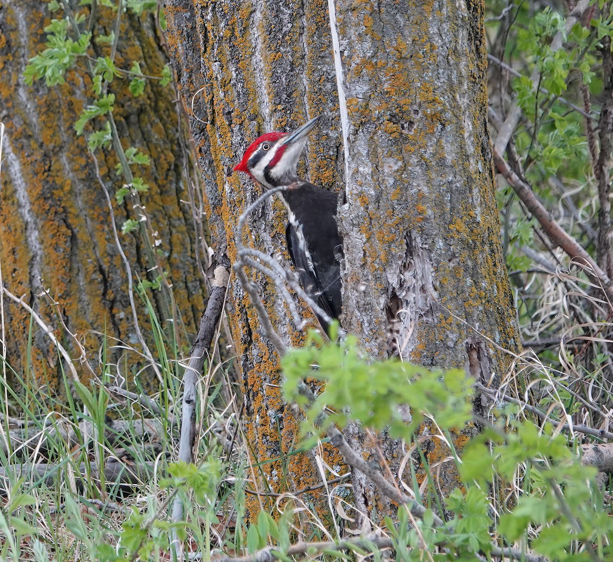Pileated Woodpecker - ML619830807
