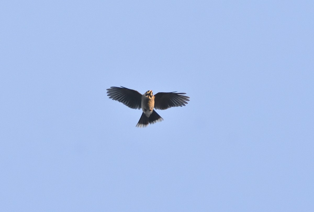 Noisy Miner - ML619830823