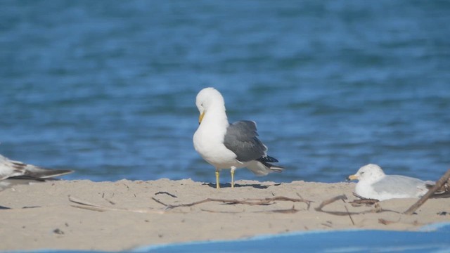 Хар сүүлт цахлай - ML619830828