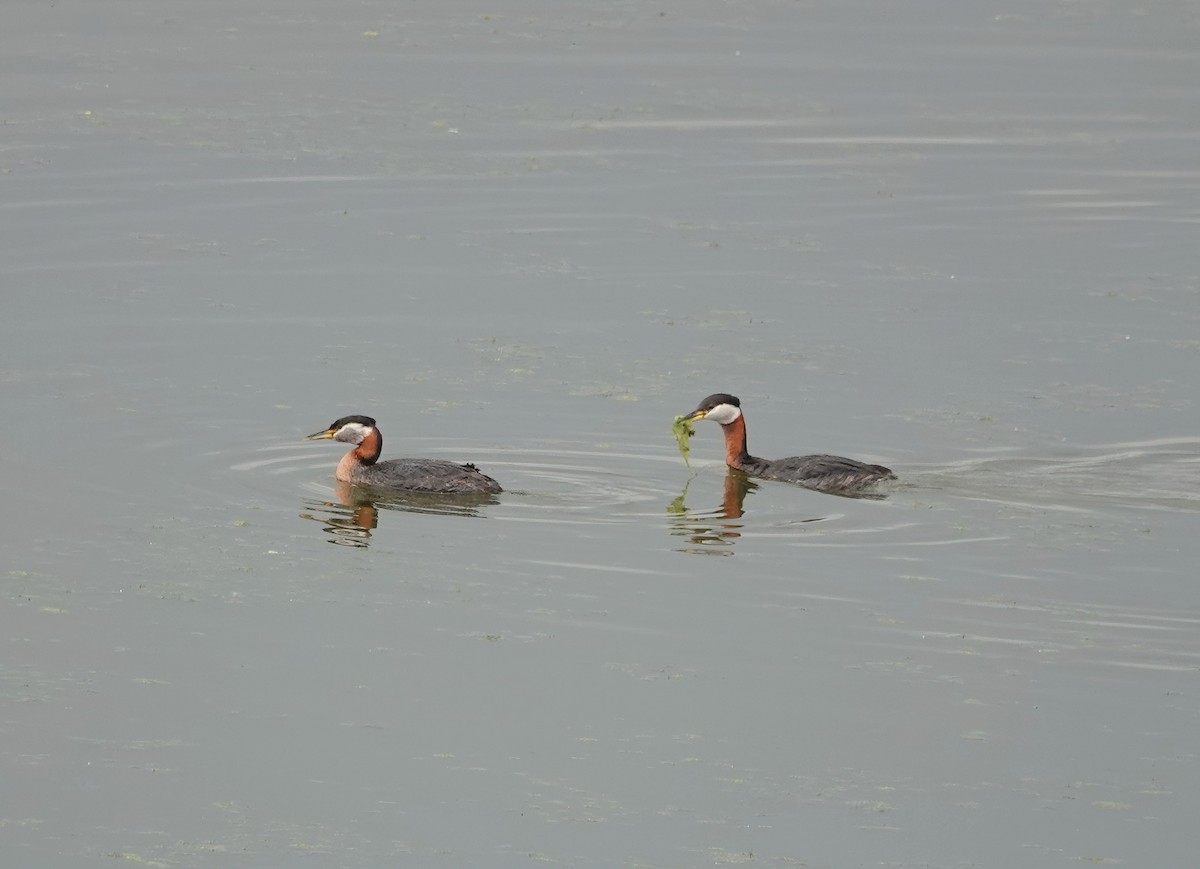 Red-necked Grebe - ML619830838