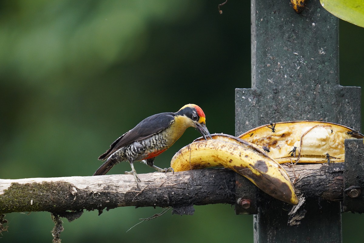 Golden-naped Woodpecker - ML619830844