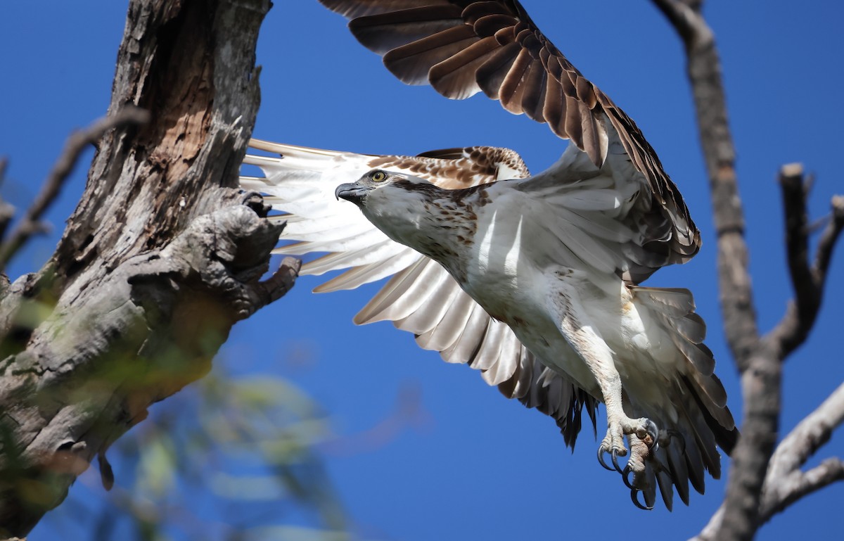 Águila Pescadora (Australia) - ML619830855