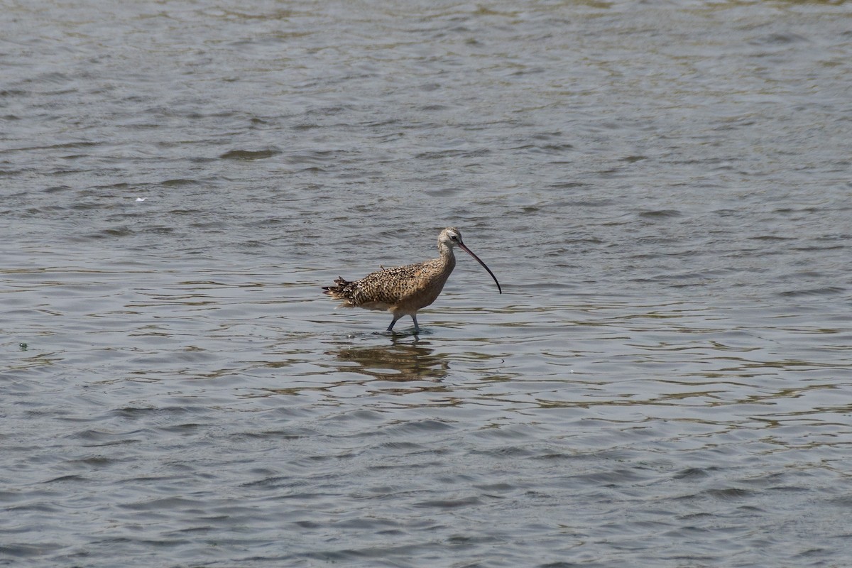 Long-billed Curlew - ML619830863