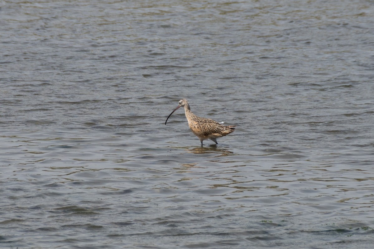 Long-billed Curlew - ML619830864