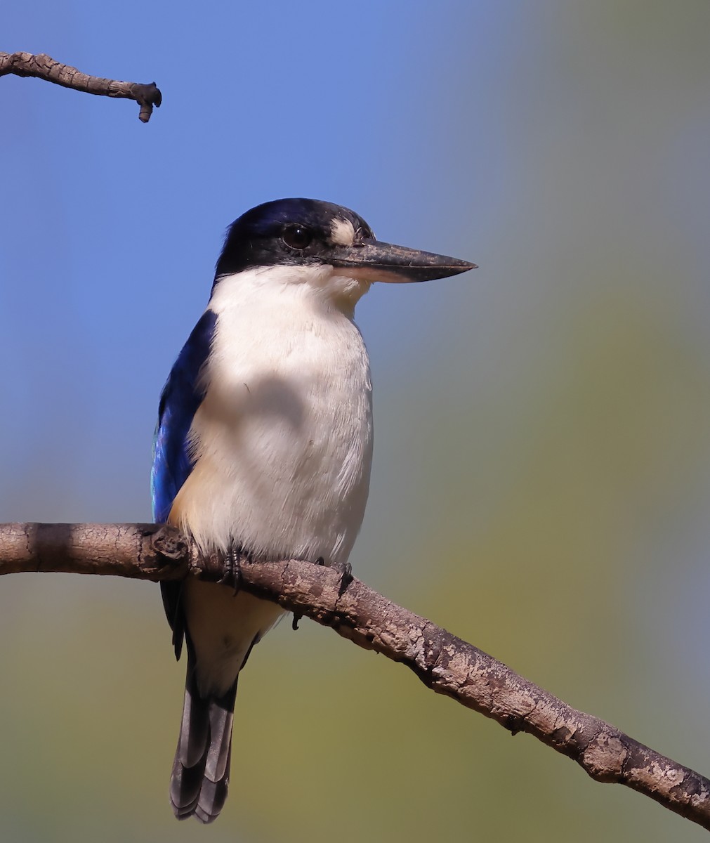 Forest Kingfisher - ML619830871
