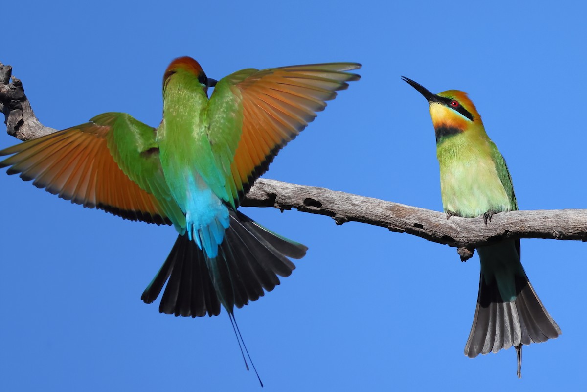 Rainbow Bee-eater - ML619830881