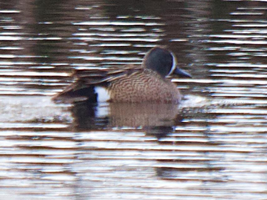 Sarcelle à ailes bleues - ML619830886