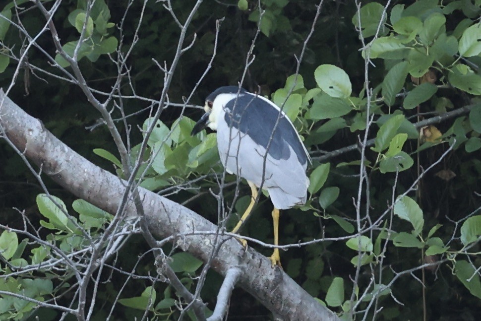 Black-crowned Night Heron - ML619830892