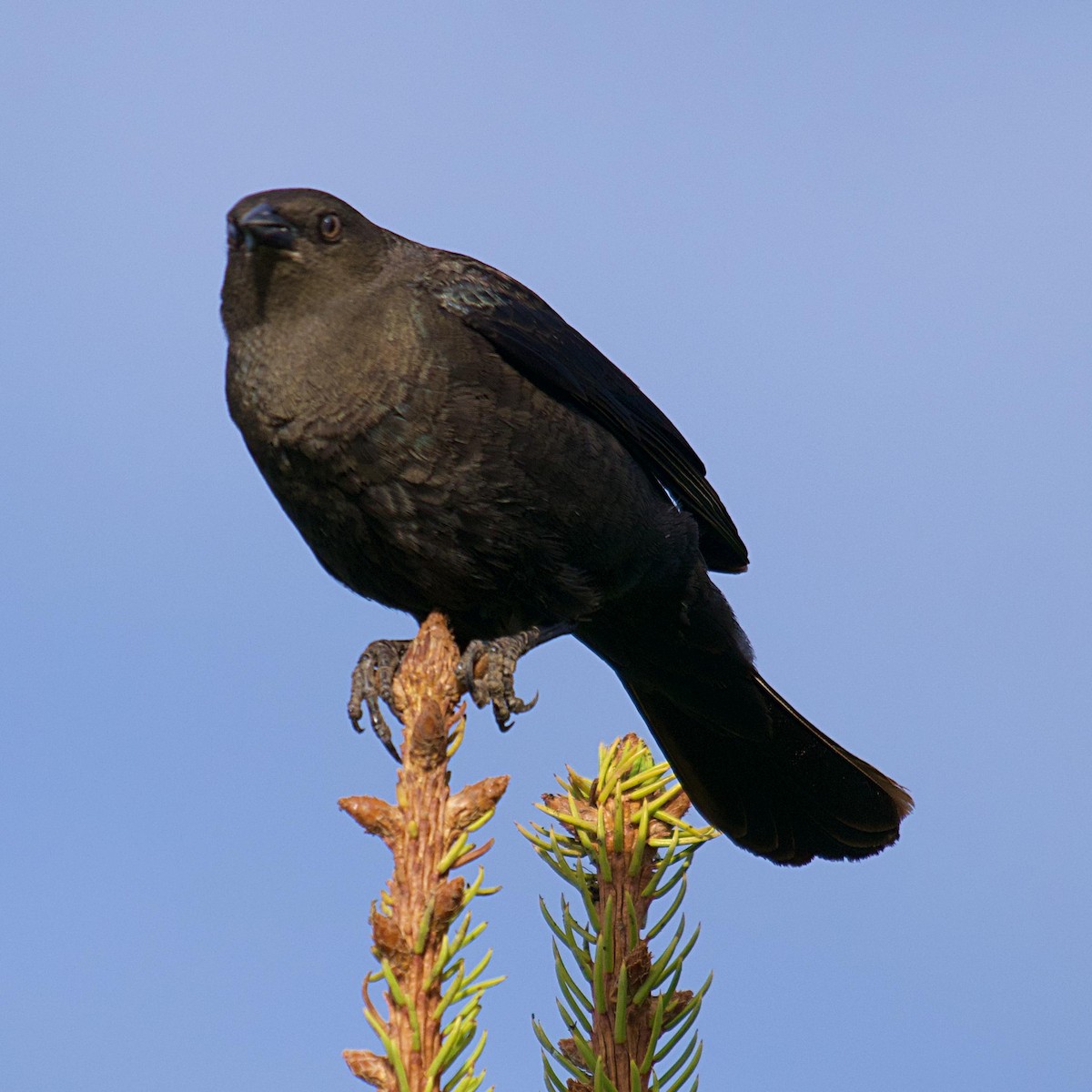 Brewer's Blackbird - ML619830897