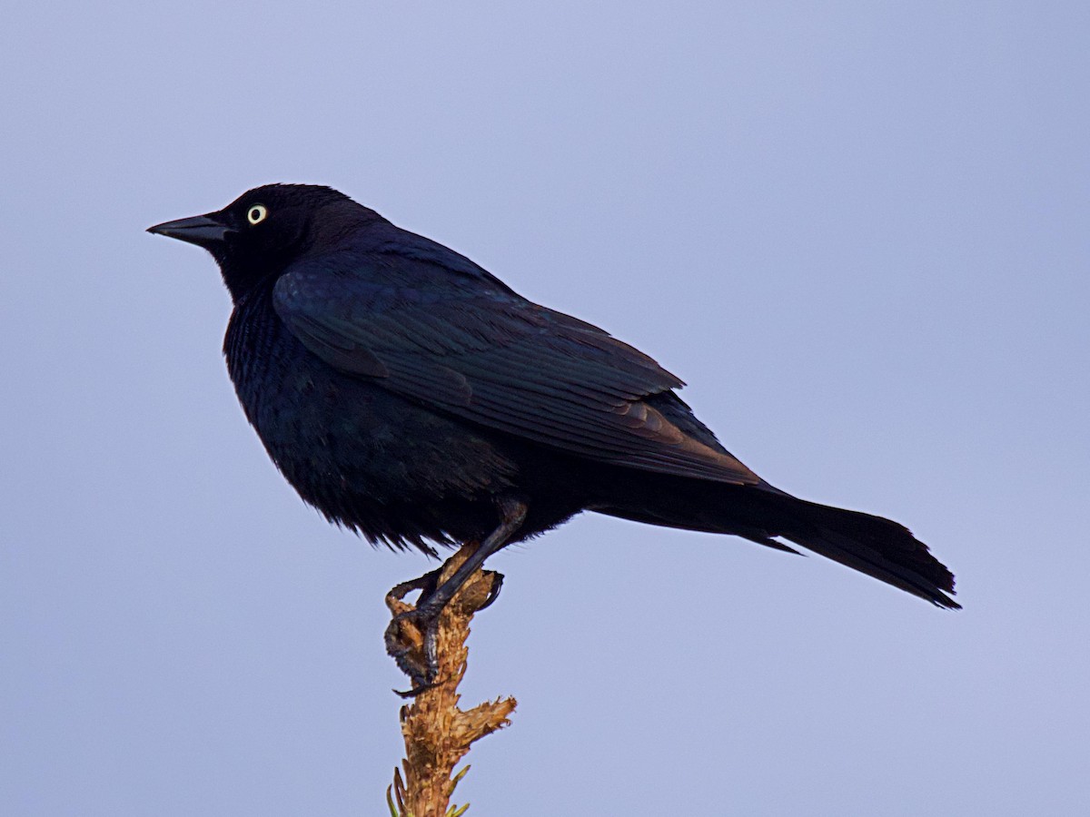 Brewer's Blackbird - ML619830898