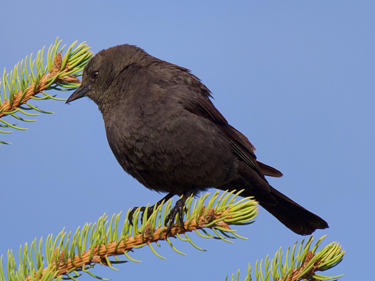 Brewer's Blackbird - ML619830899