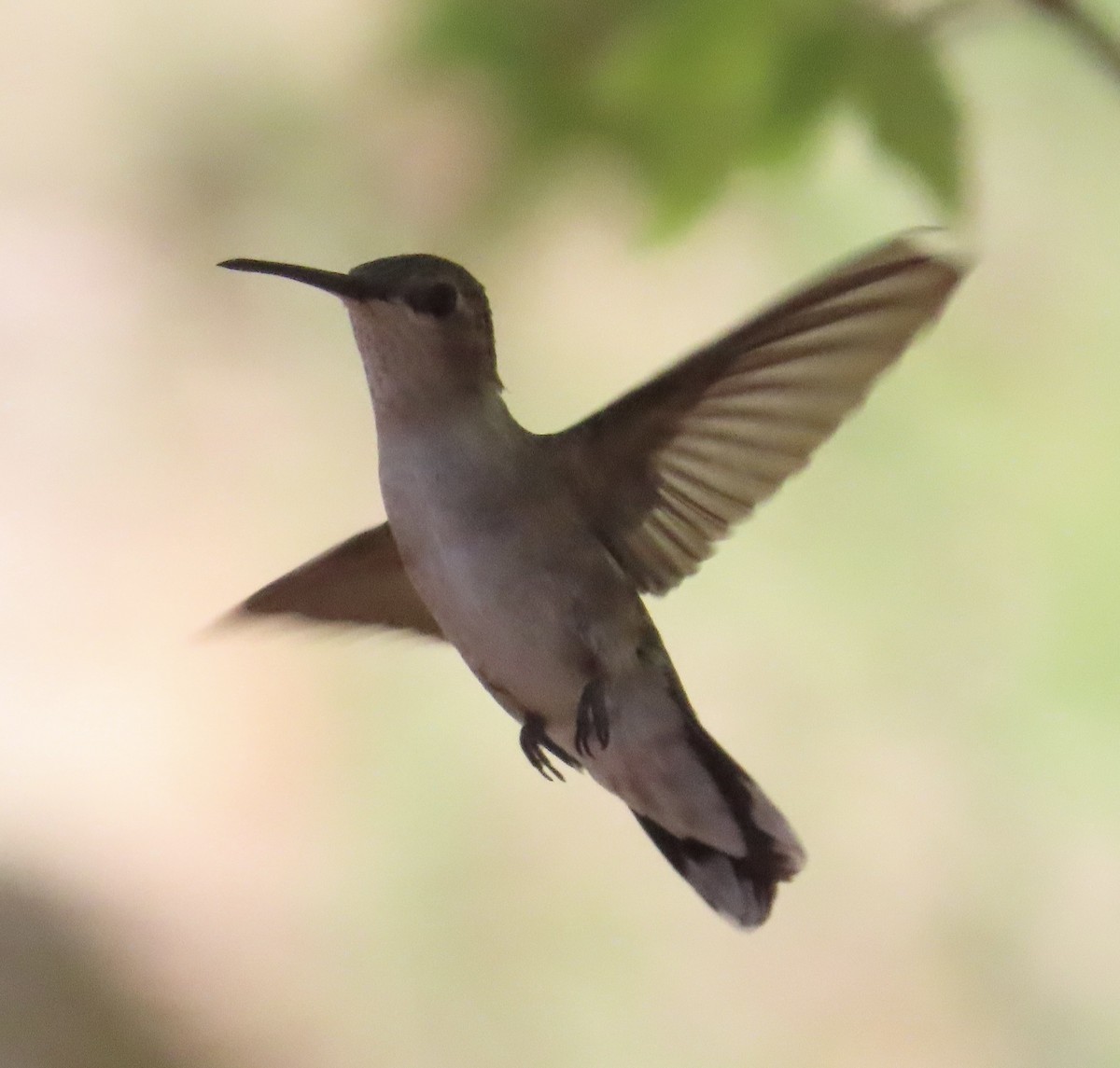 Black-chinned Hummingbird - ML619830901