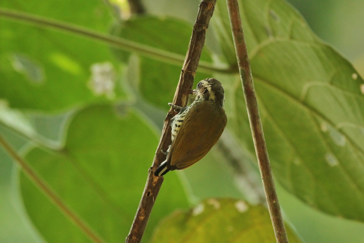 Speckled Piculet - ML619830910