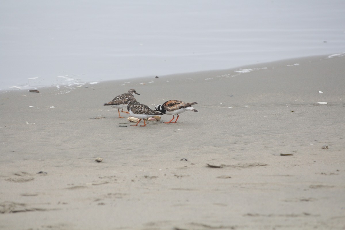 Ruddy Turnstone - ML619830922