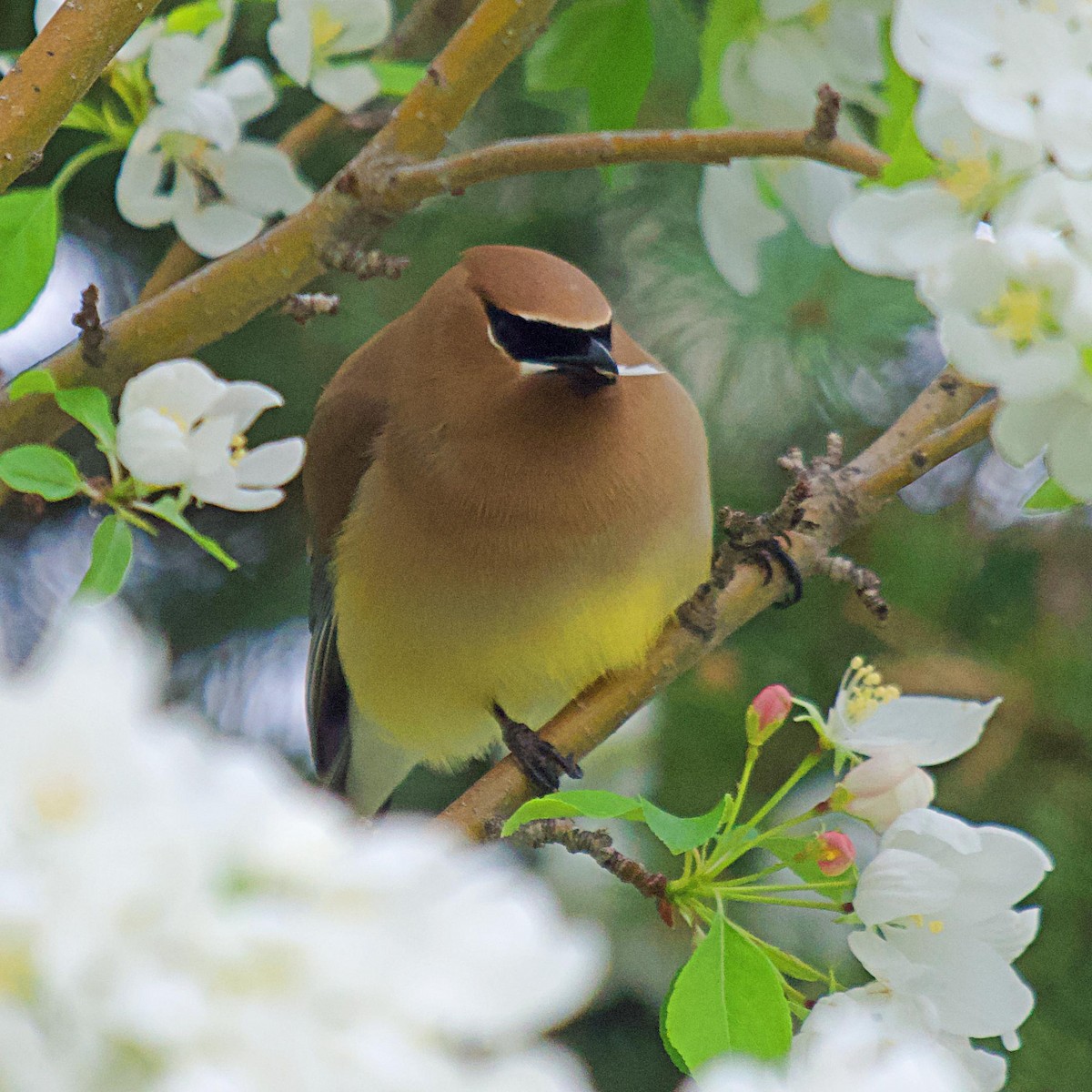 Cedar Waxwing - ML619830925