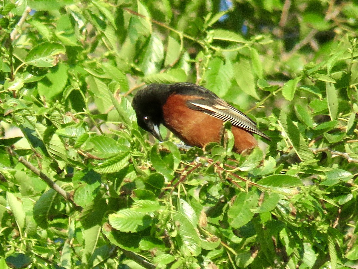 Orchard Oriole - ML619830932