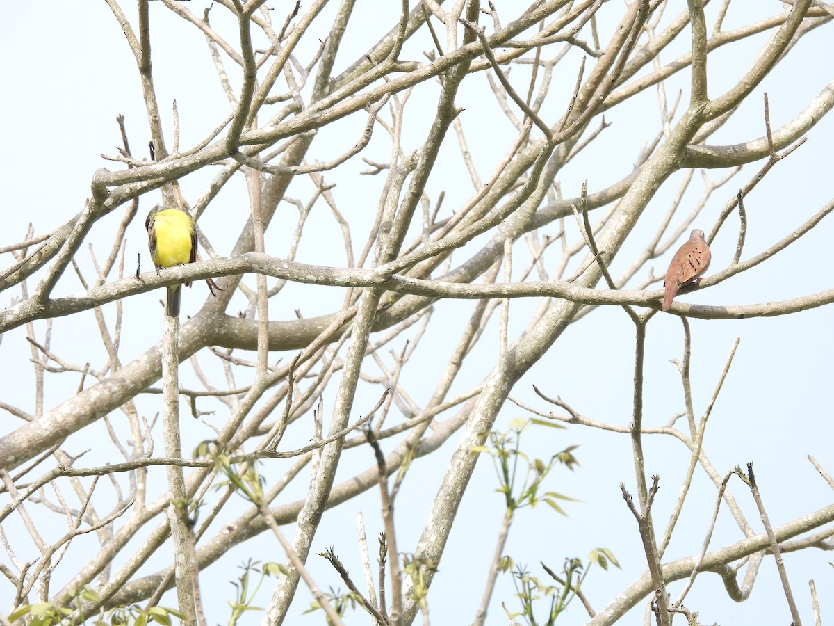 Boat-billed Flycatcher - ML619830937