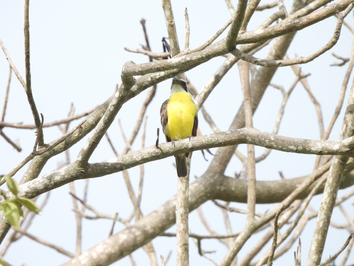 båtnebbtyrann - ML619830938