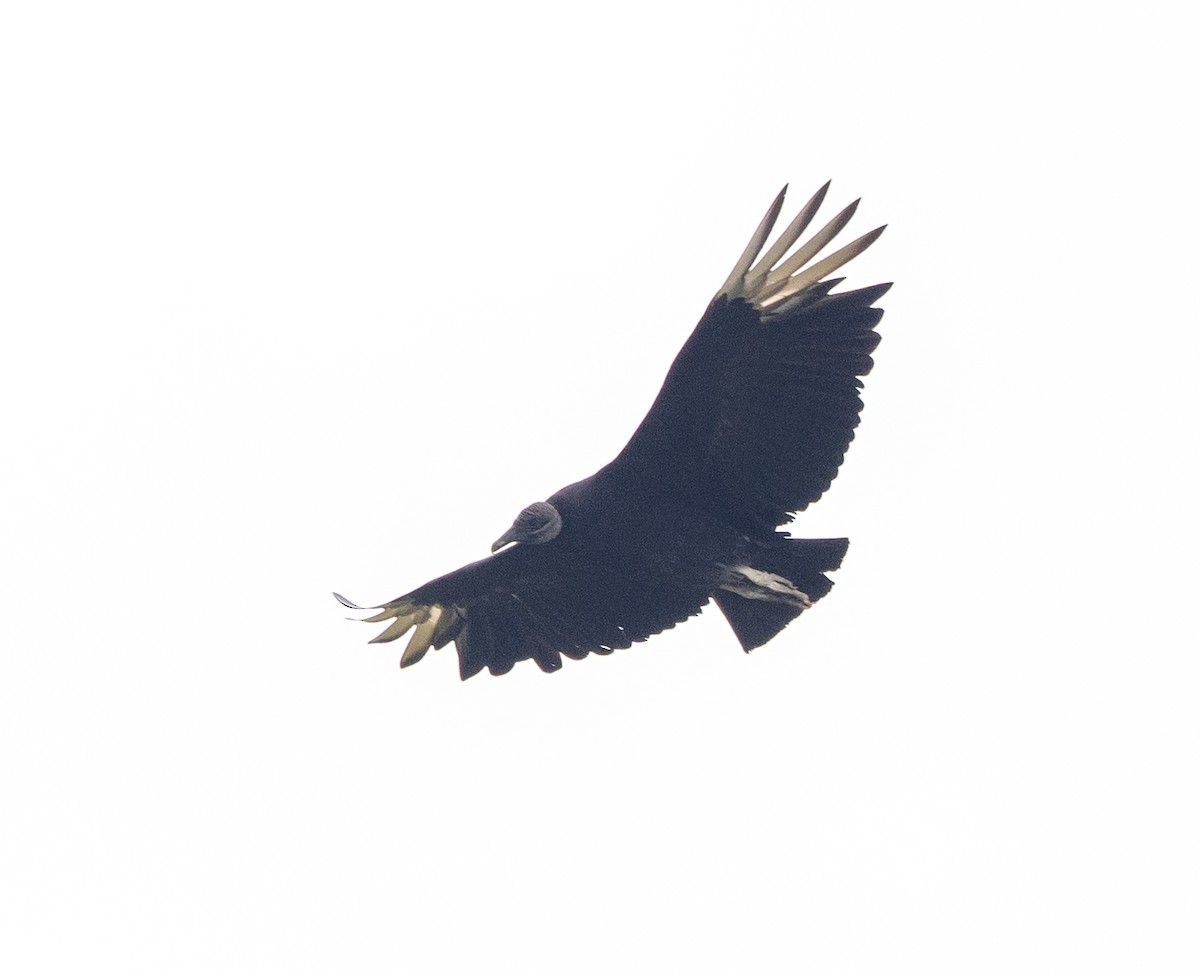 Black Vulture - ML619830956