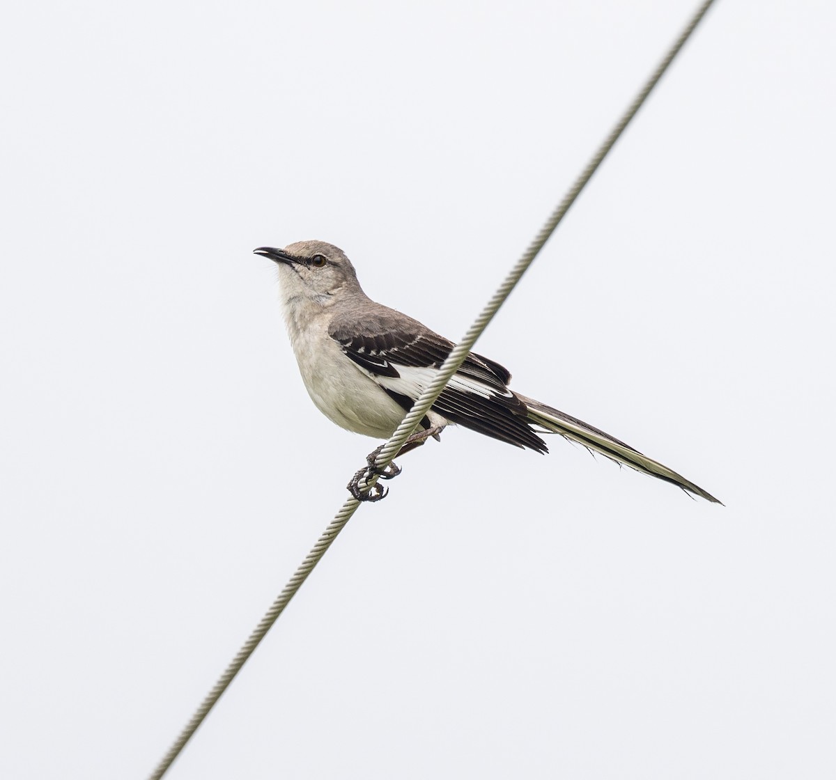 Northern Mockingbird - ML619830957