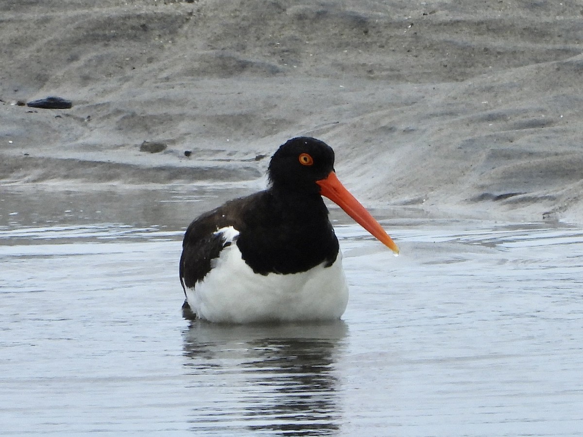 American Oystercatcher - ML619830963