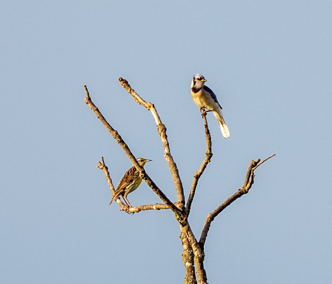 Eastern Meadowlark - ML619830964