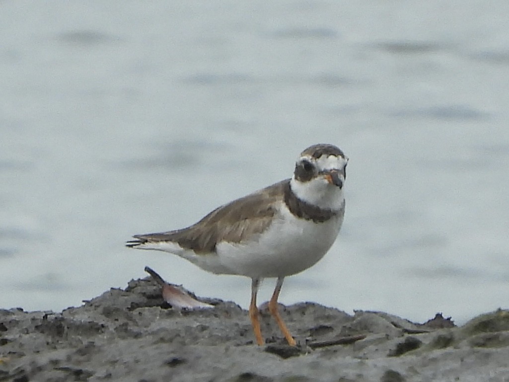 Semipalmated Plover - ML619830971