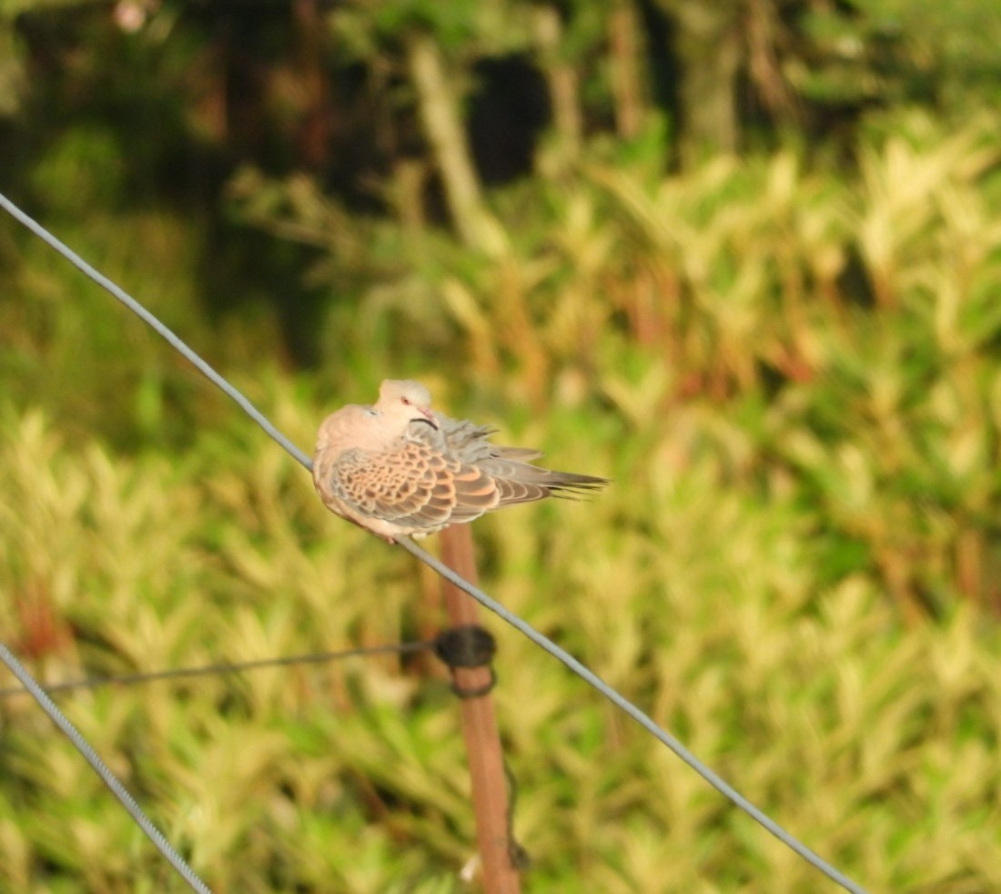 Oriental Turtle-Dove - ML619830972