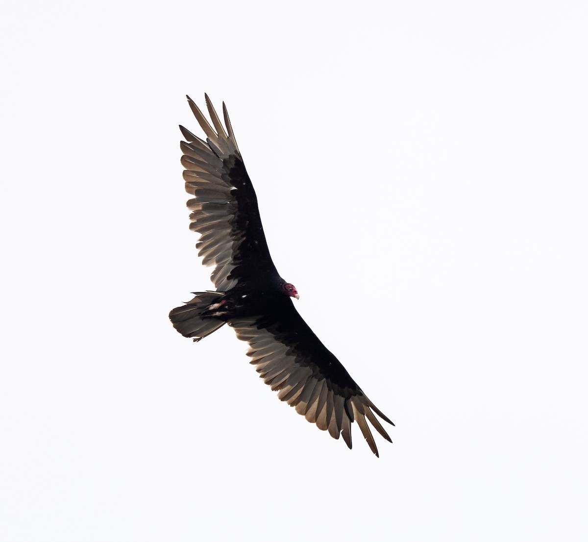 Turkey Vulture - Scott Murphy